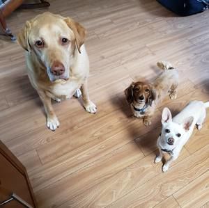 Meet your Posher, Renee